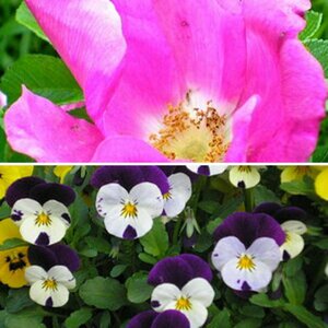 Blumen