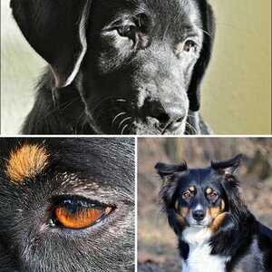 Hunde