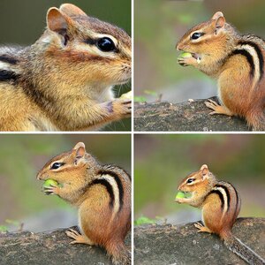 Tierisches, Chipmunks