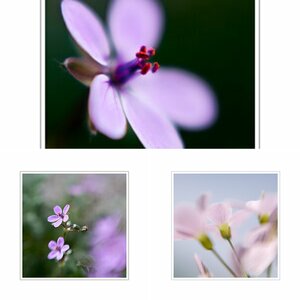 Blumenmakro