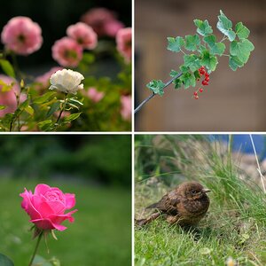 Pflanzen und Tiere