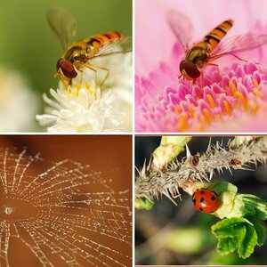 Allerlei
