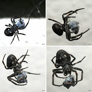 Arachnophobie