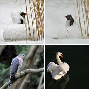 Kleiber, Buntspecht, Goldammer, Sperber, Buchfink, Grünfink, Erlenzeisig,  Kernbeisser, Kormoran, Ro