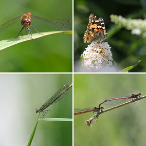 Makros