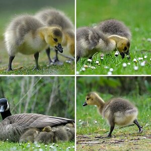 "Erster Ausflug"