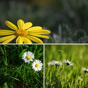 Flora