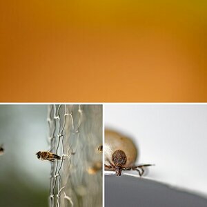 MACRO