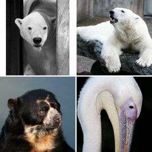 Tiere