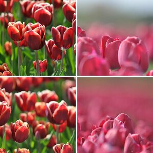 Tulpenfeld