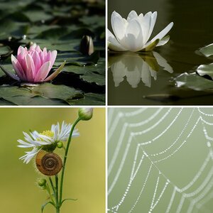 Natur II