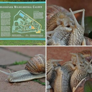 Schneckerei