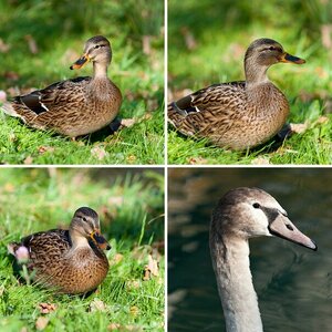 Vögel