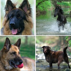 Tiere