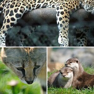 Tiere