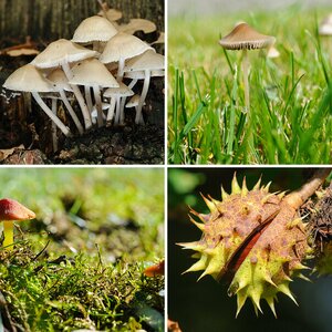Herbst