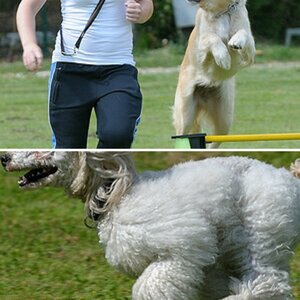 Hunde