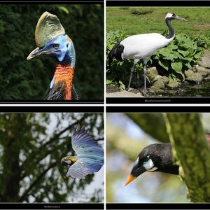 Nikontreff Vogelpark 2009