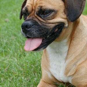 Hund 1