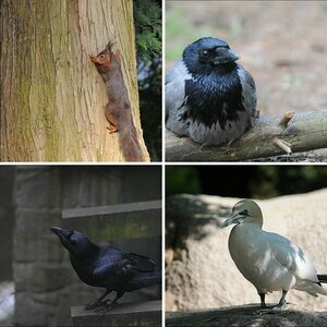 Vogelpark Walsrode
