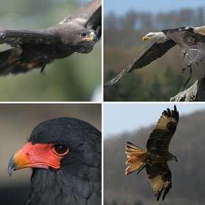Vögel