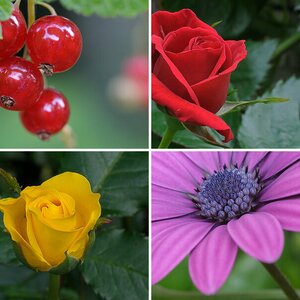 Makros
