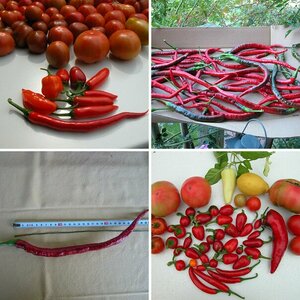 Chili