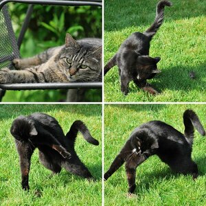 Die Katze lässt das Mausen nicht...