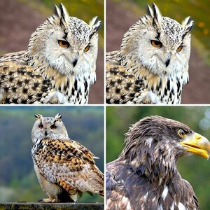 Wildpark Freisen