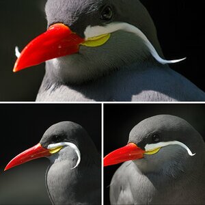 Inkaseeschwalben · Zoo Emmen · o2. Mai 2oo9.