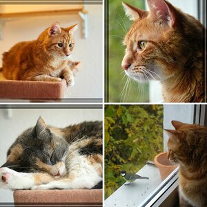 Katzen