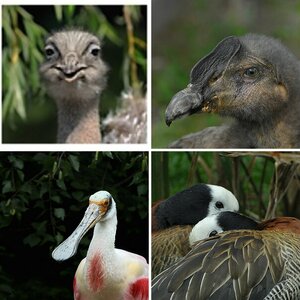 Vogelpark Walsrode