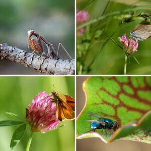 Insekten