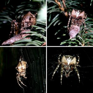 Radnetzspinne - Gehörnte Kreuzspinne - Araneus angulatus