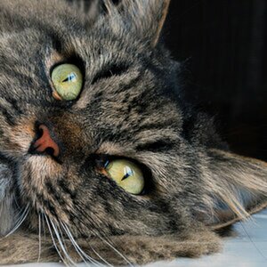 Tierisch