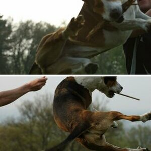 Action