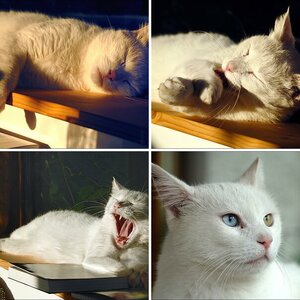 Tiere