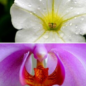 Macro