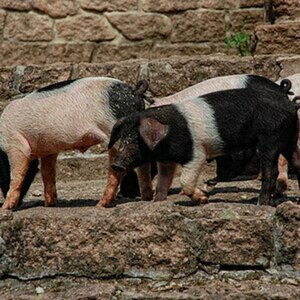 Tiere