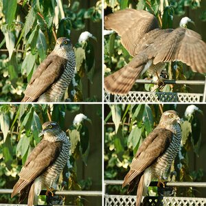 Seeadler, Milane und weitere Vögel