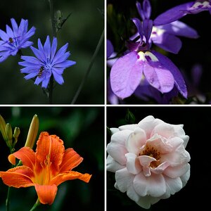 Blumen