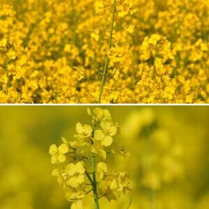 Test D200 / D5000