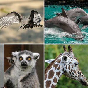 Tiere