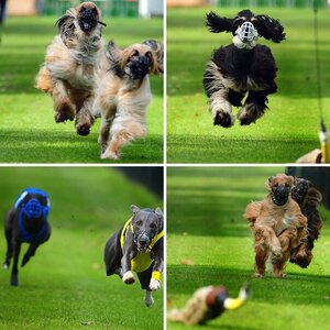Hunderennen
