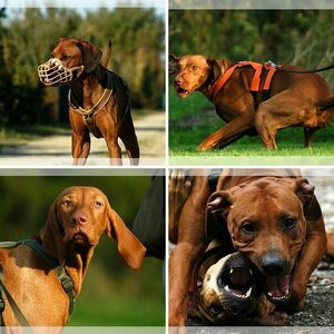 Hunde