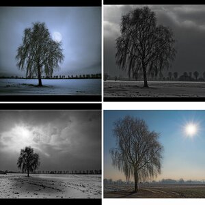 Baum Variationen