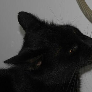 Rudi - mein Kater