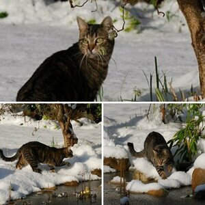 schneebilder Katze