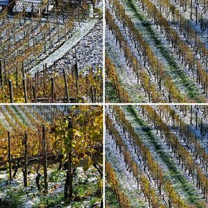 Eiswein?