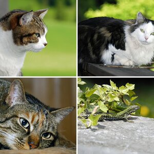 Tiere